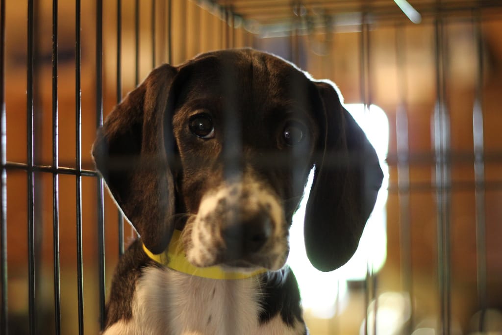 10 Amazing No-Kill Animal Shelters in the U.S.