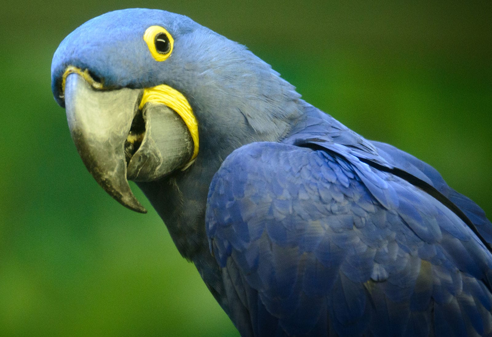 7 Things You Never Knew About the Exotic Bird Trade and How You Can Help