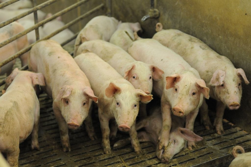 5 Modern Diseases on the Rise Because of Factory Farming