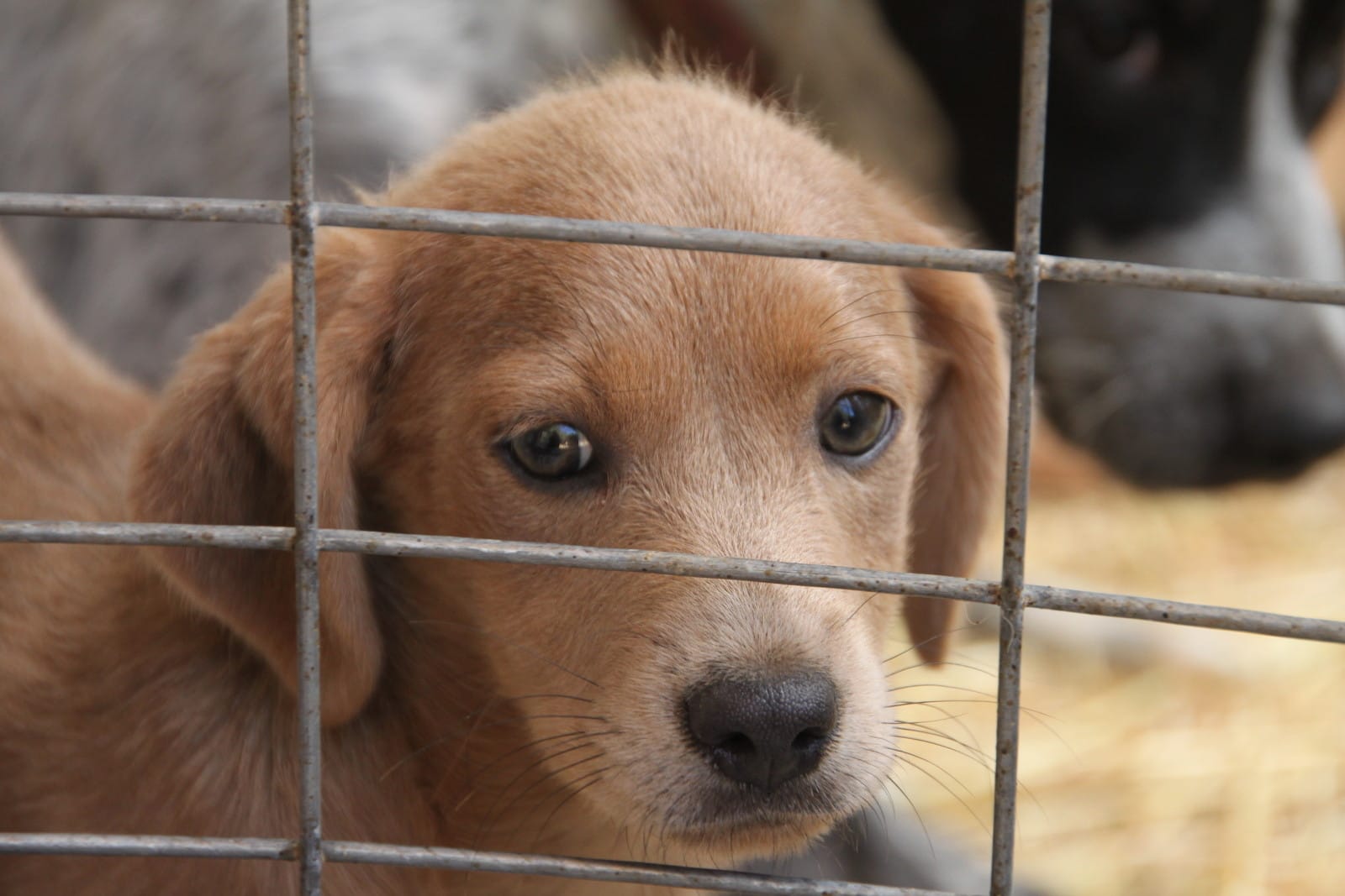 10 Ways to Help End Pet Homelessness
