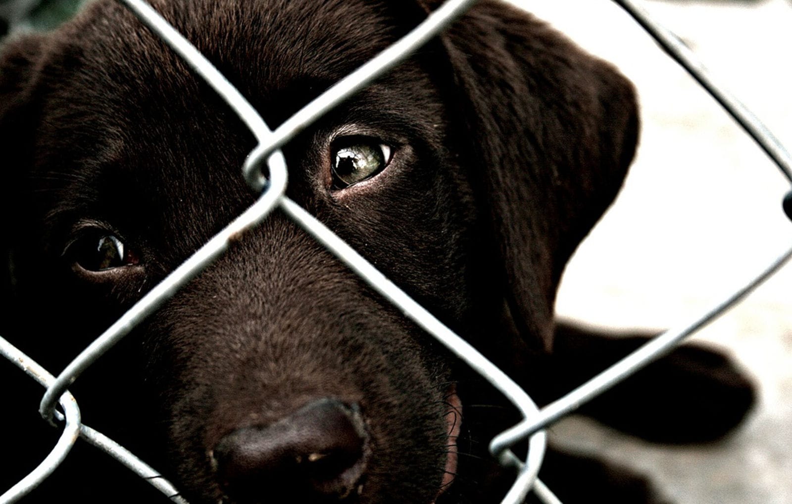 12 Shocking Facts about Pet Homelessness