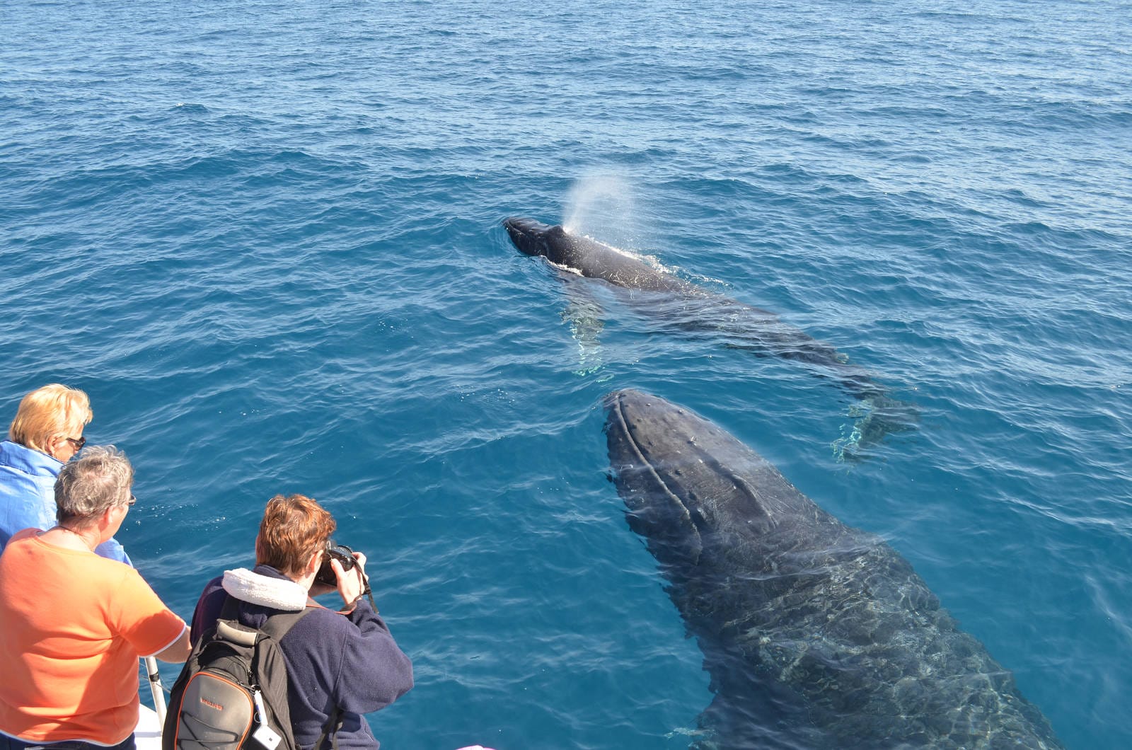 5 of the Most Stunning Wild Dolphin and Whale Encounters Captured on Film