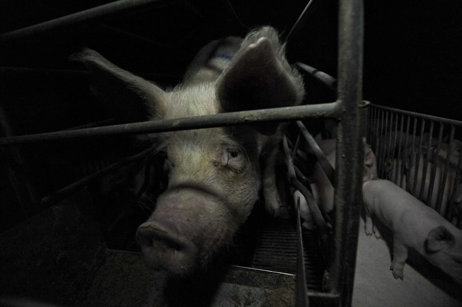 6 Ways Farm Animals Lack Legal Protection