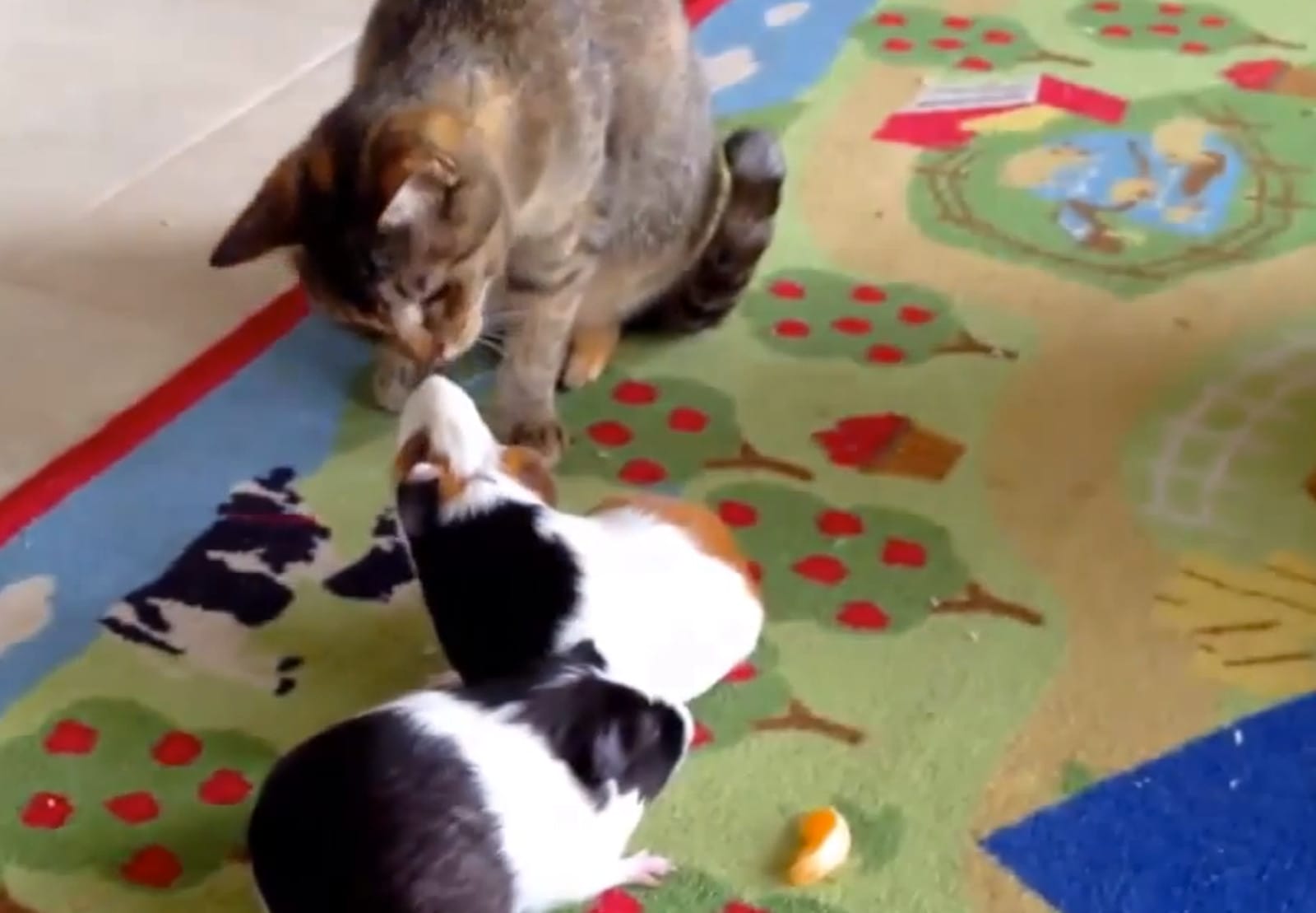 Cute Cats Love Guinea Pigs (Video)