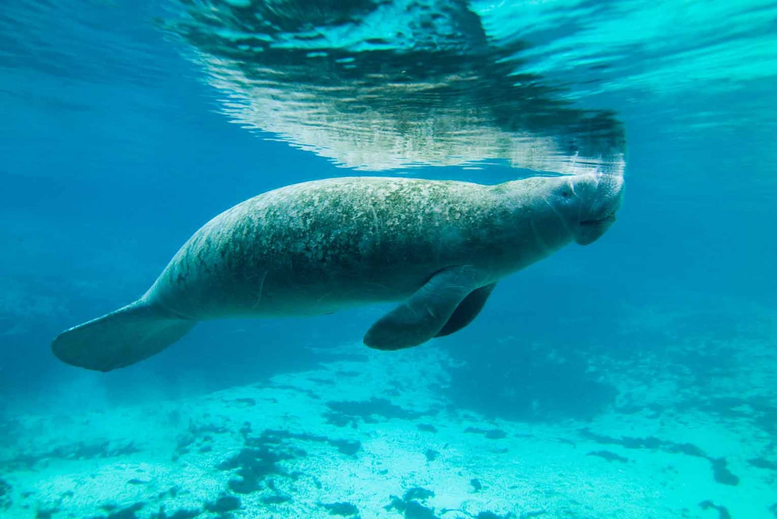20 Interesting Facts about Manatees