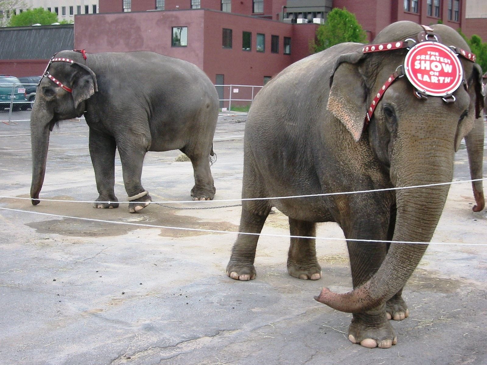 Abuse Cases That Prove We Need to Ban Circuses