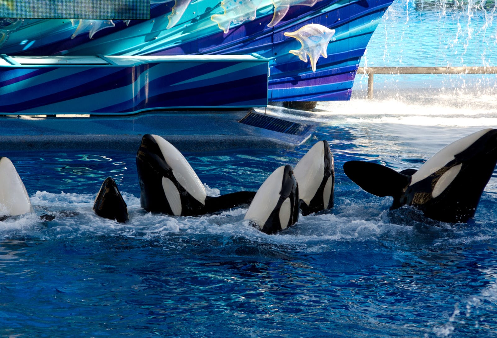 10 Things Dolphins and Orcas Would Tell Us About Life in Captivity