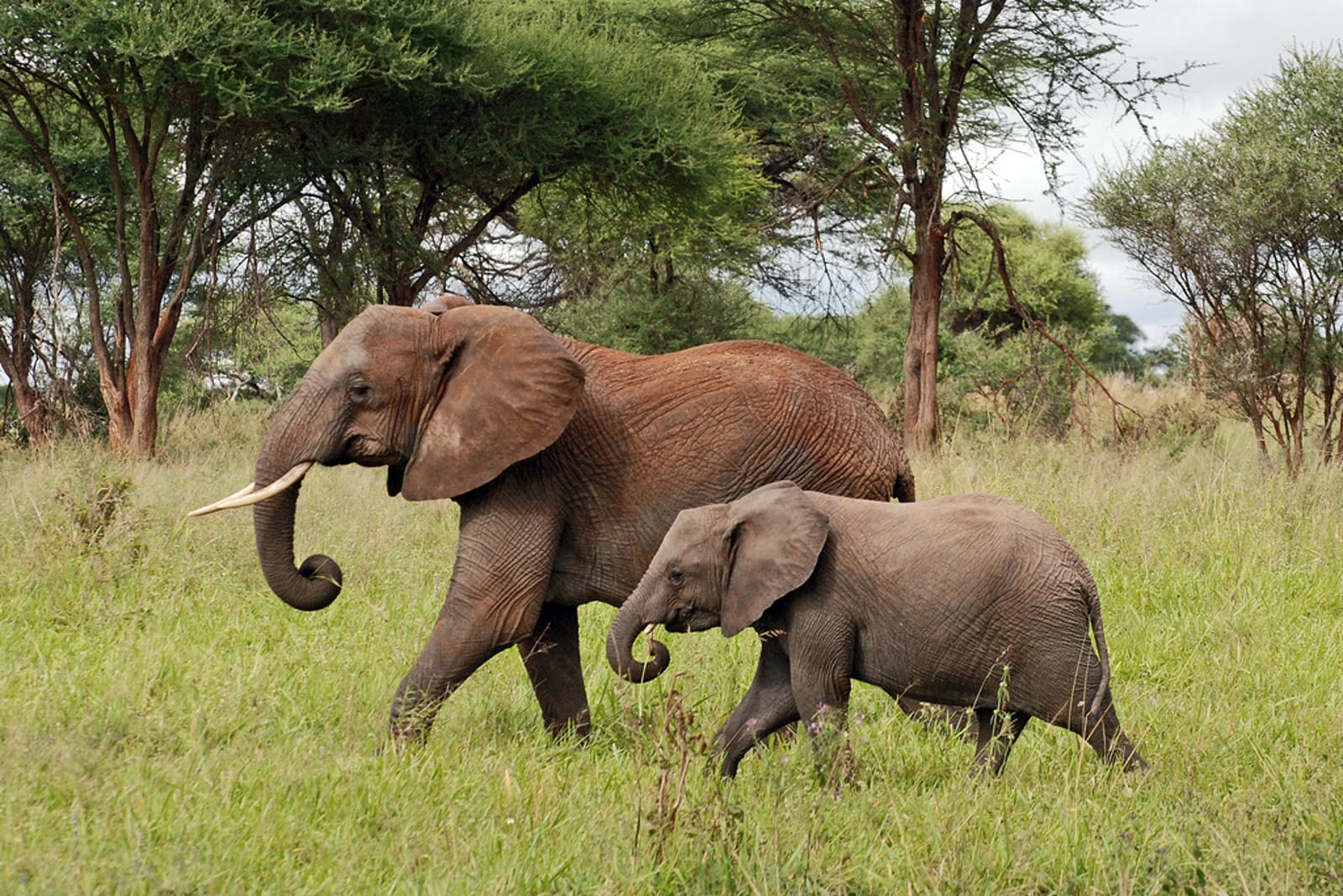 Conflict, Crime, and Corruption: The Illicit Brutality of the Ivory Trade