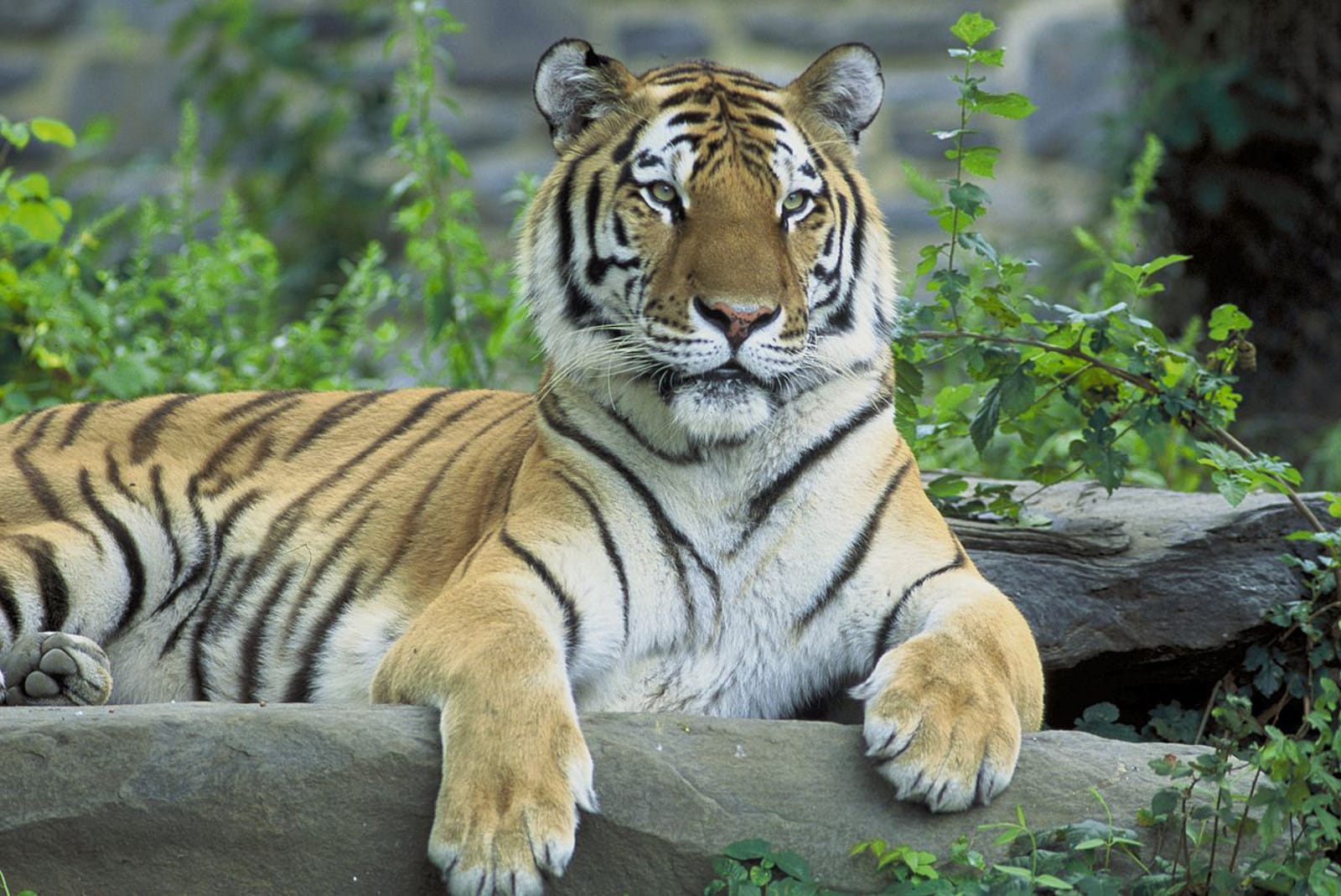 Where Are the World's Tigers?
