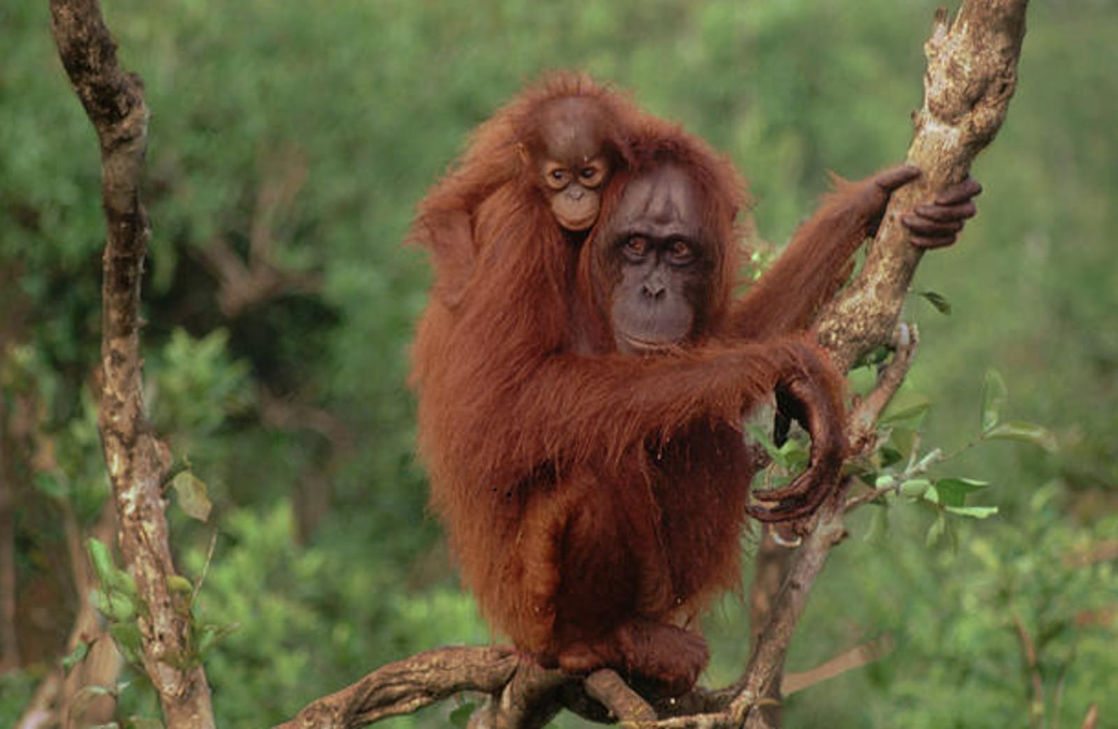 Why You Should Avoid Palm Oil, and How to Do it