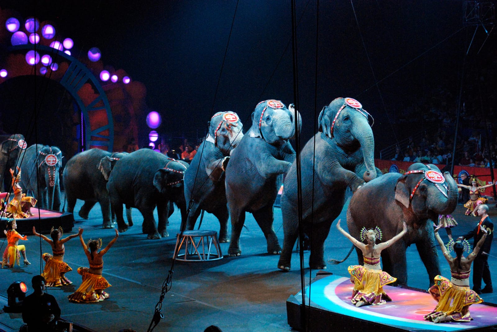 Woohoo! The Netherlands Bans the Use of Wild Animals in the Circus!