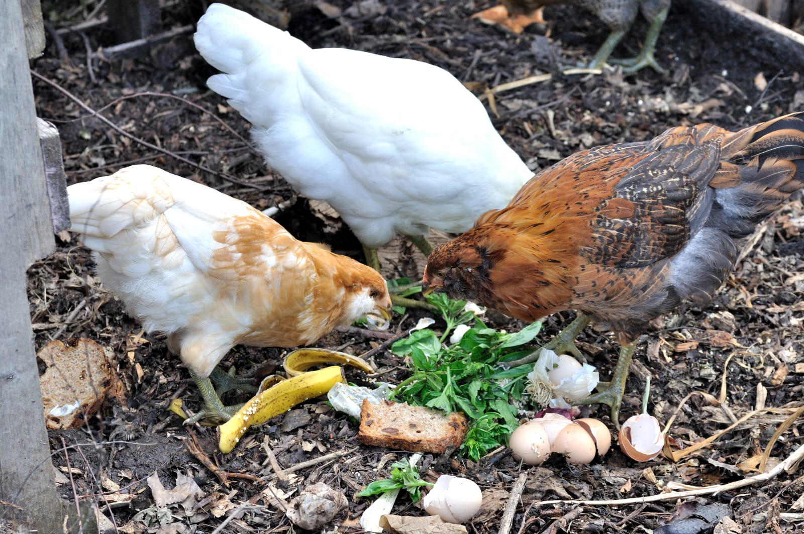 5 Major Problems With Backyard Eggs