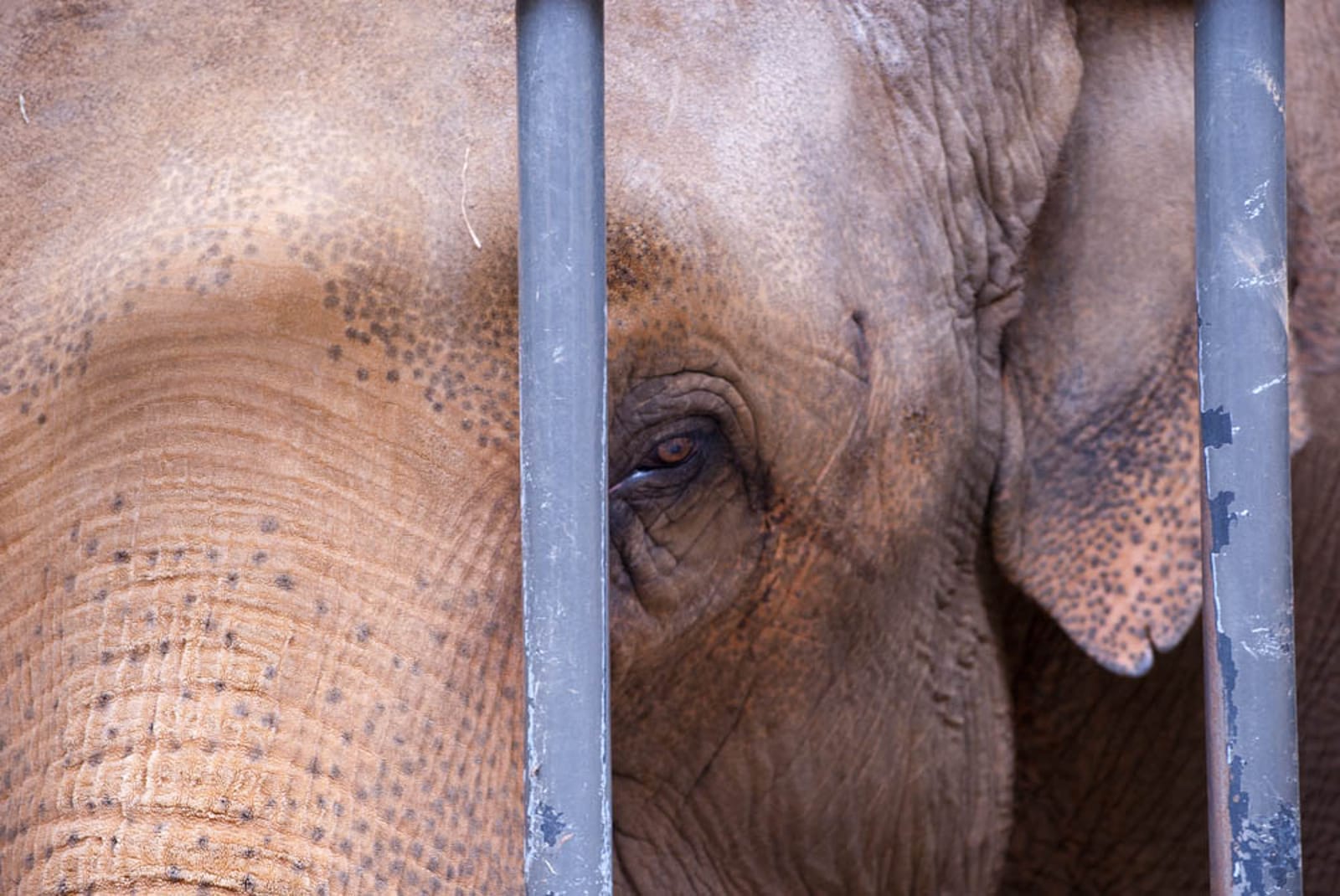 Why Elephants Don't Belong in Zoos!