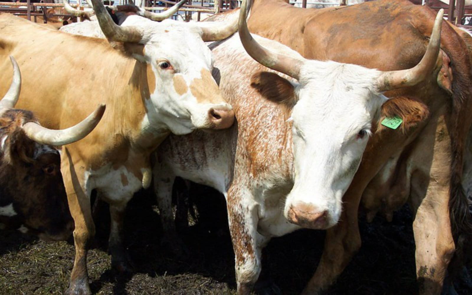 6 Myths the Beef Industry Wants Us to Believe