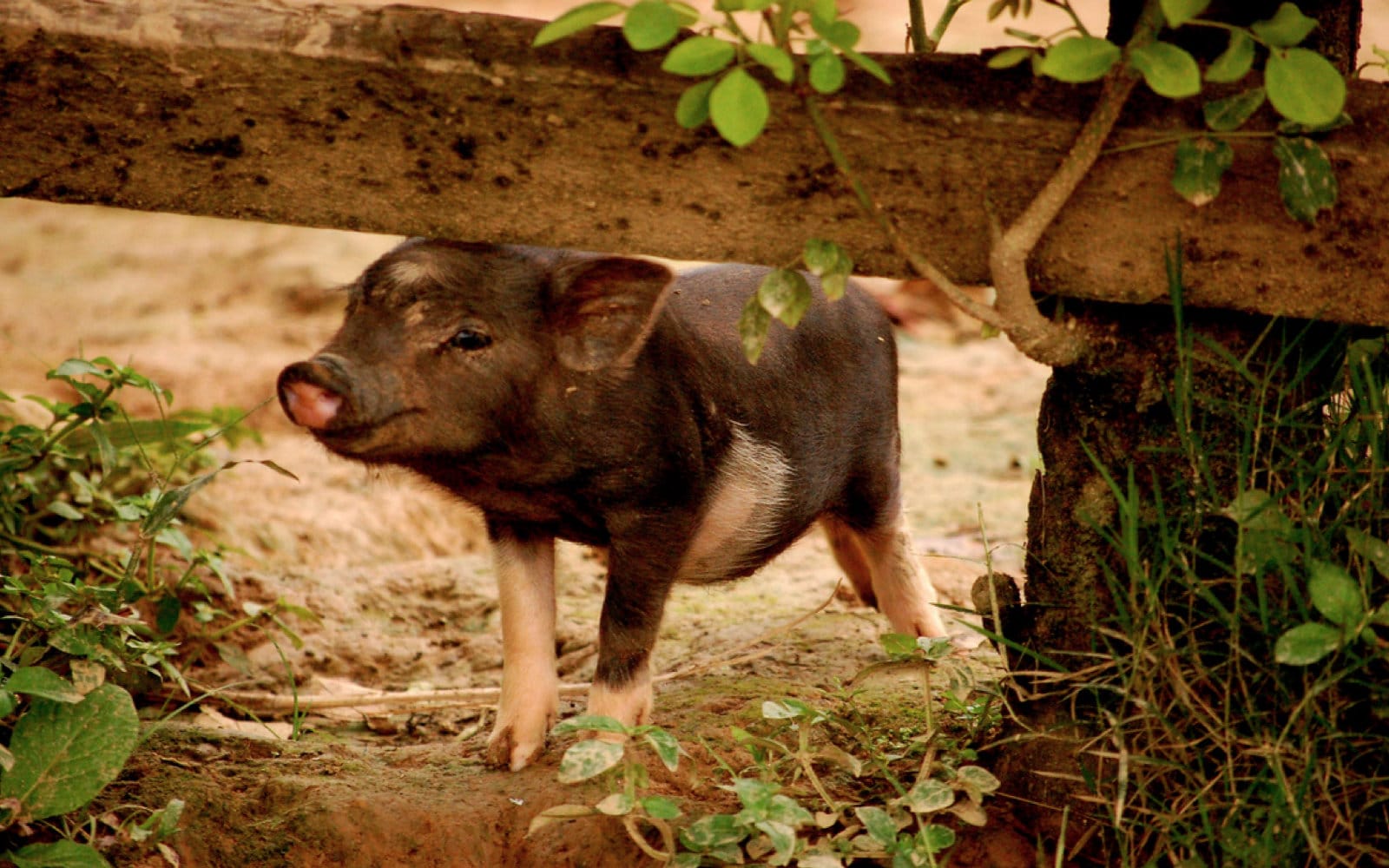 10 Phenomenal Reasons to Love Pigs