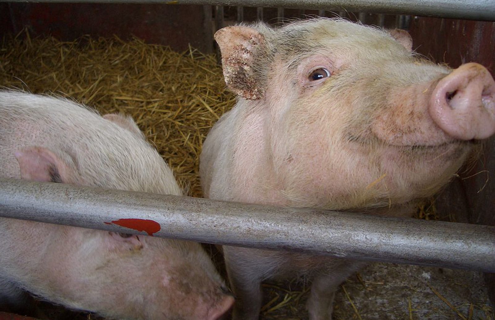 Signs We're Winning the Fight Against Factory Farming