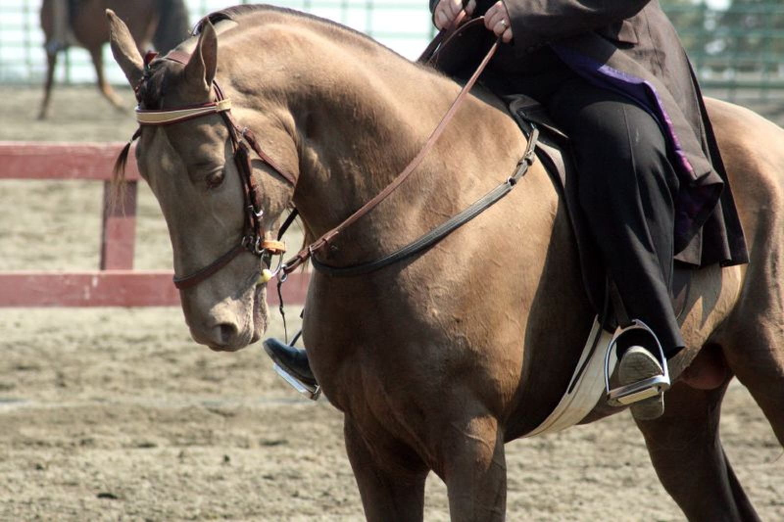 EXPOSED! Tennessee Walking Horse Celebration: Celebrating Cruelty?