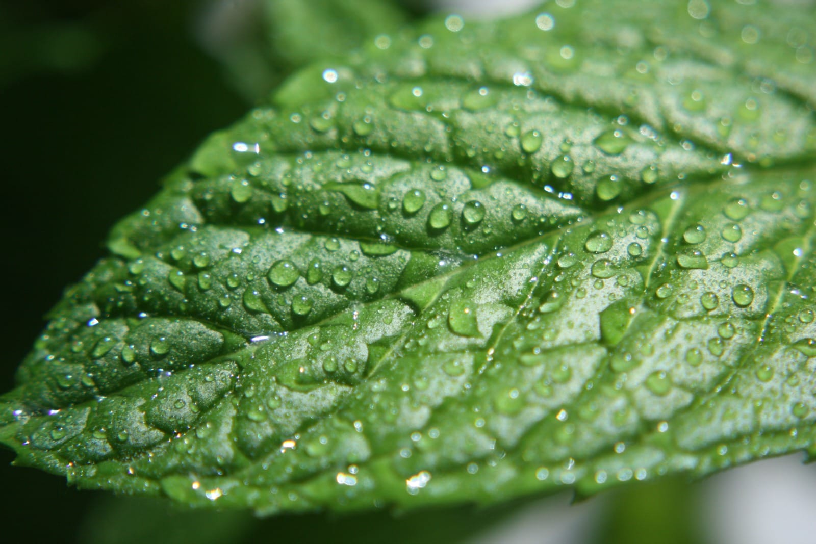 close up of a mint leaf