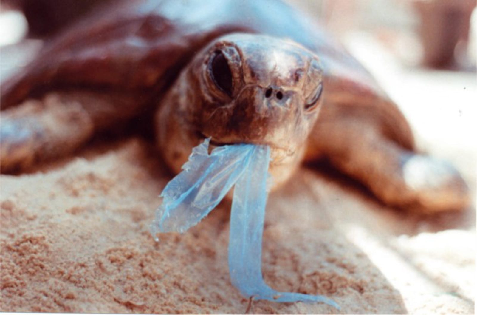 These Photos of Who Really Suffers From Our Trash Will Make You Drop Plastic Like a Bad Habit!