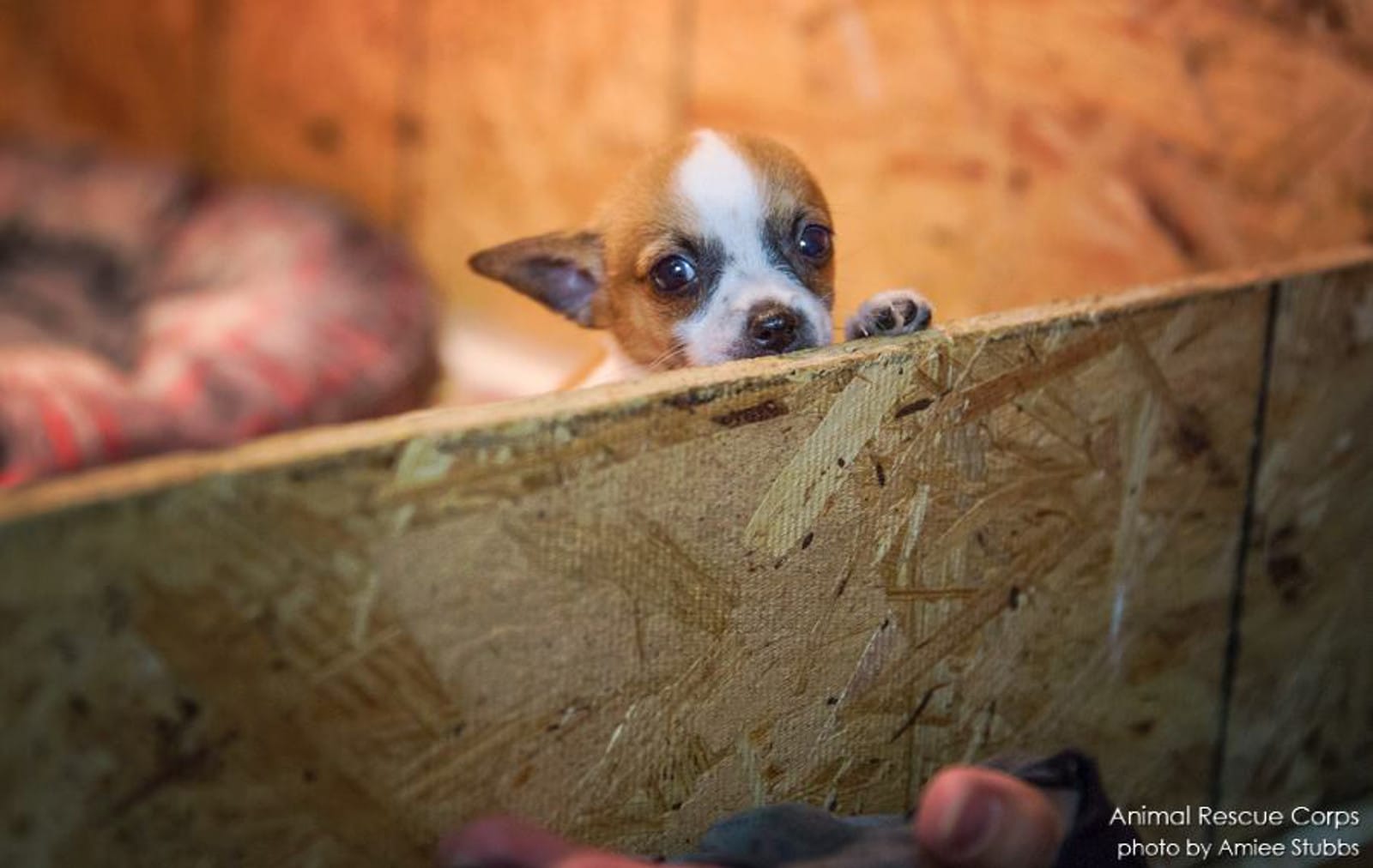 These Photos From Puppy Mills Prove Without Doubt You Should Always Adopt, NOT Shop for Pets