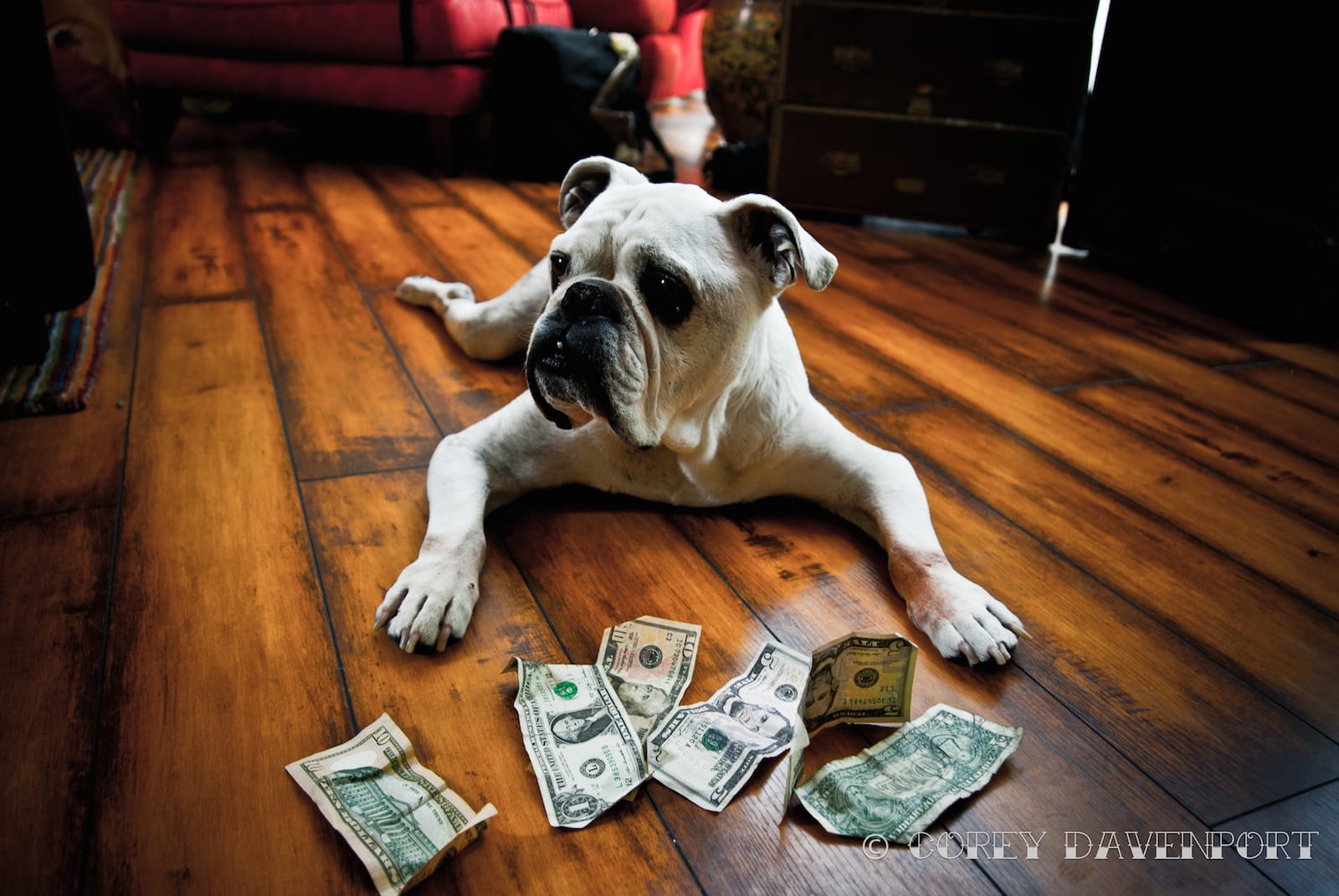 8 Ways to Reduce Pet Care Costs