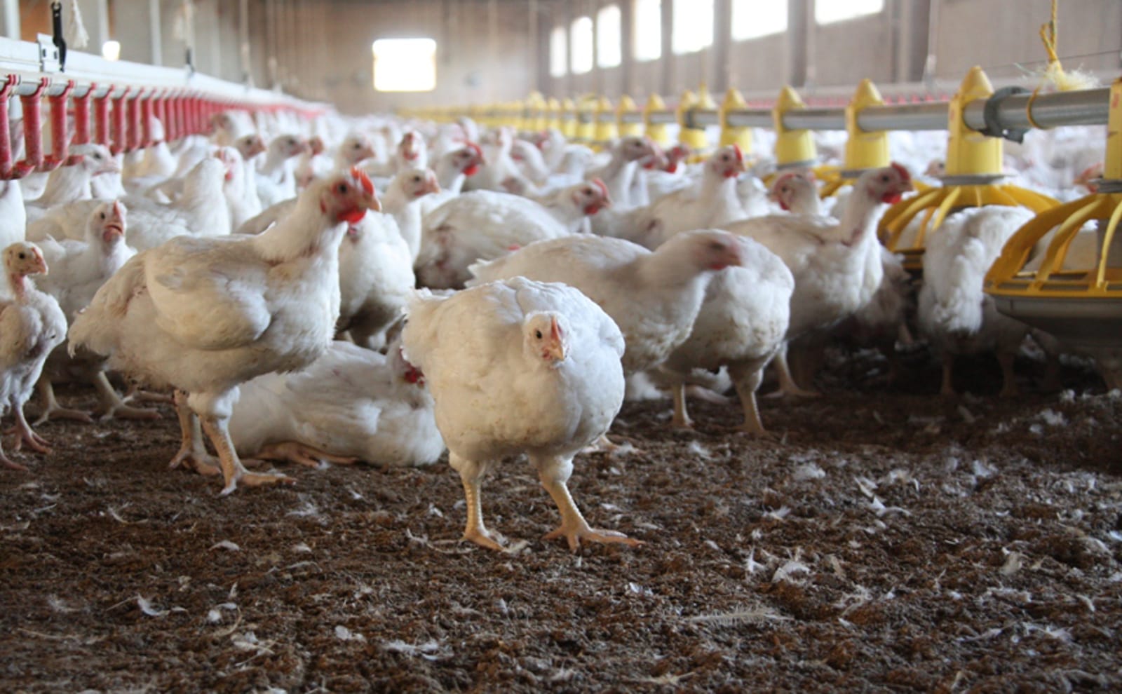 Why the Animal Agriculture Industry Needs More Than Good Samaritans to Make a Change