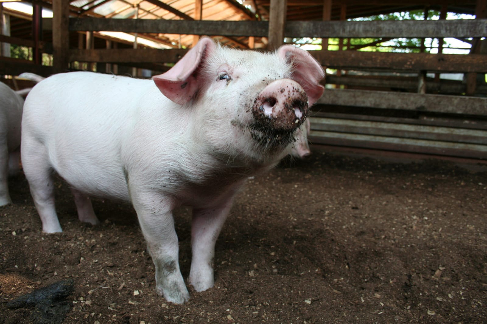 9 States That Have Banned Gestation Crates