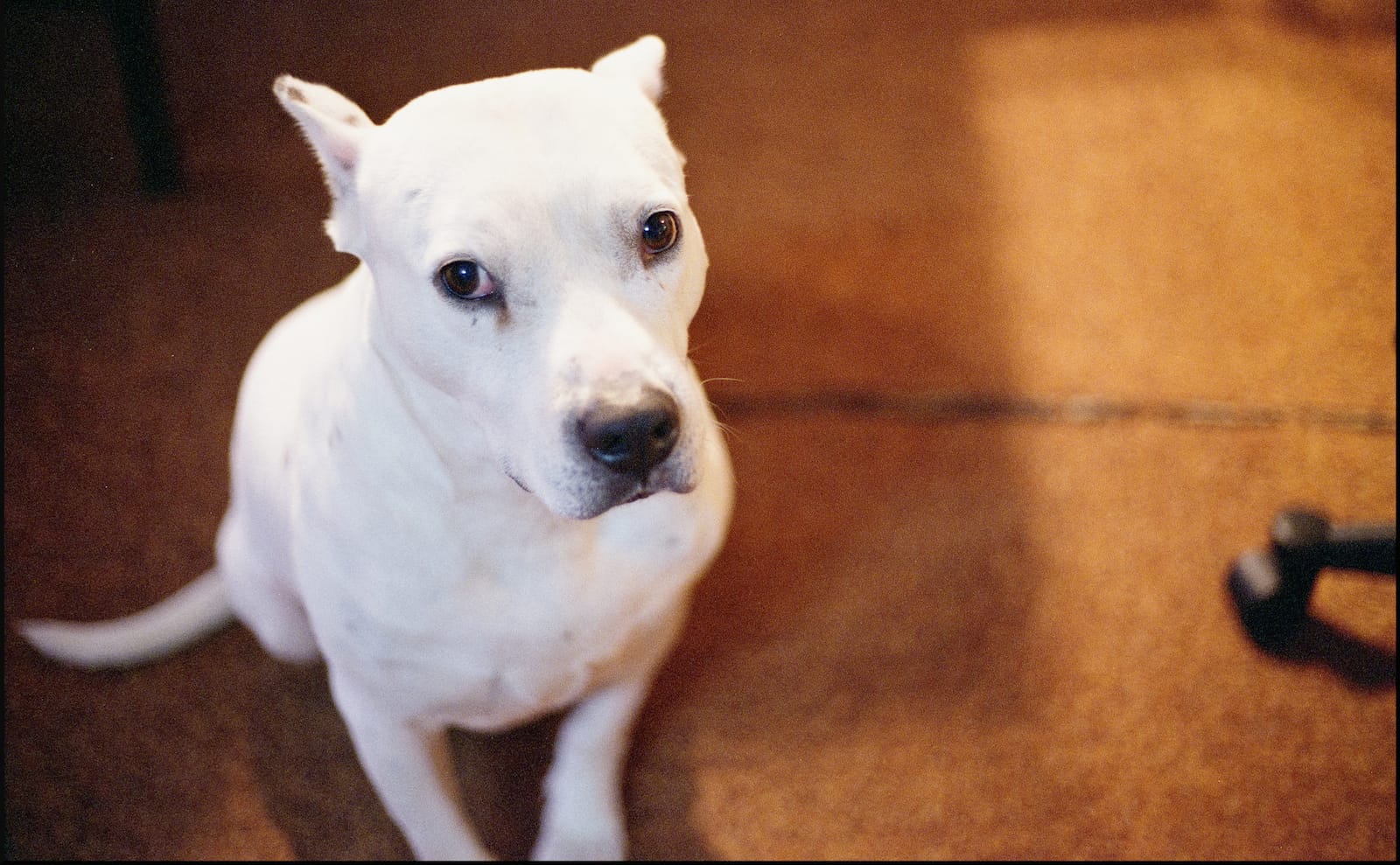 6 Pit bulls who are scared of ordinary things