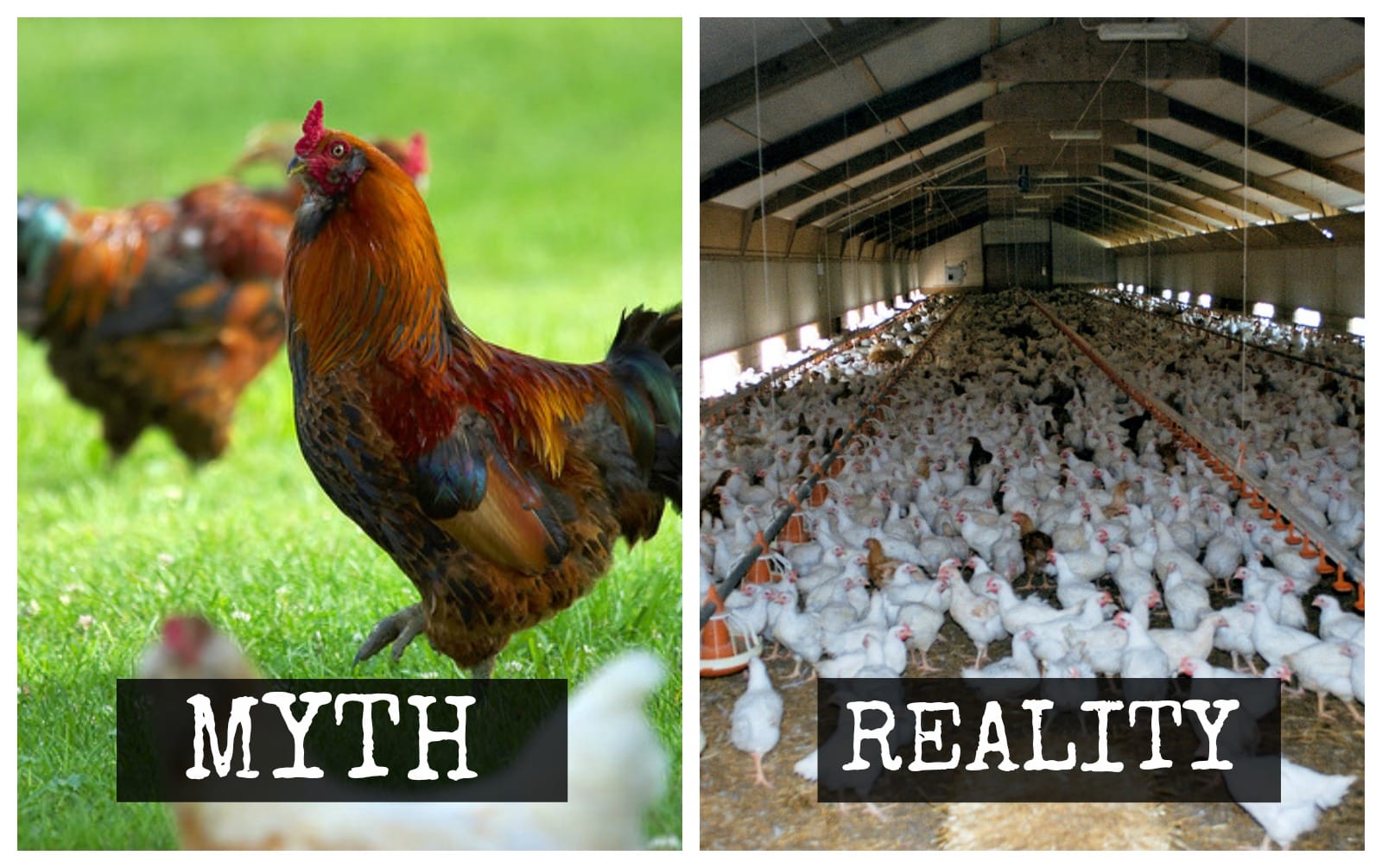 Think You Know 'Free-Range' and 'Cage Free' Chicken? Think Again.