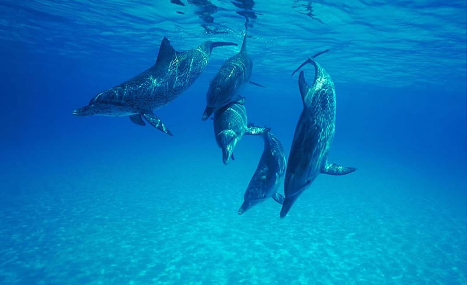 Dolphins and Humans Are More Similar Than You Realize