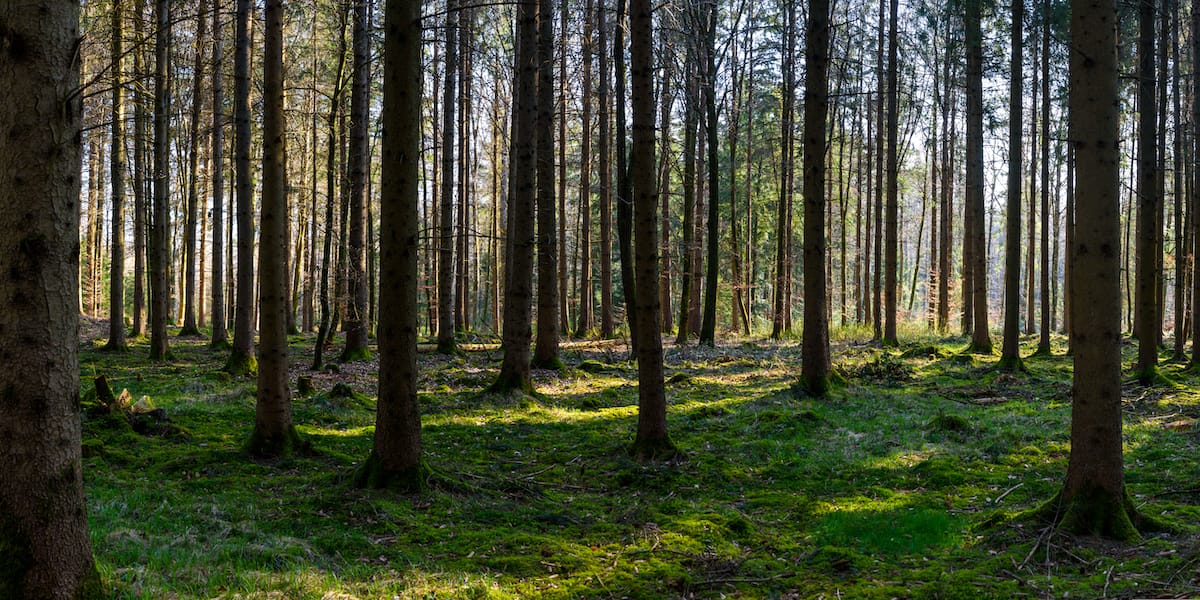 Panorama of green forest landscape in spring time and green moss, sun light shining through the woods
