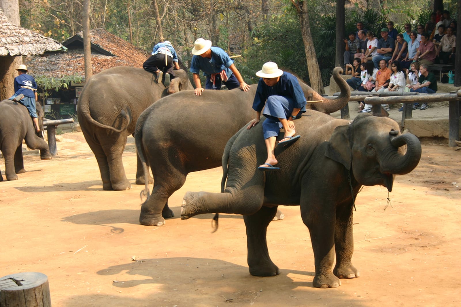 The Barbaric Tradition of 'Breaking the Spirit' of Juvenile Elephants for Their Use in the Tourism Industry