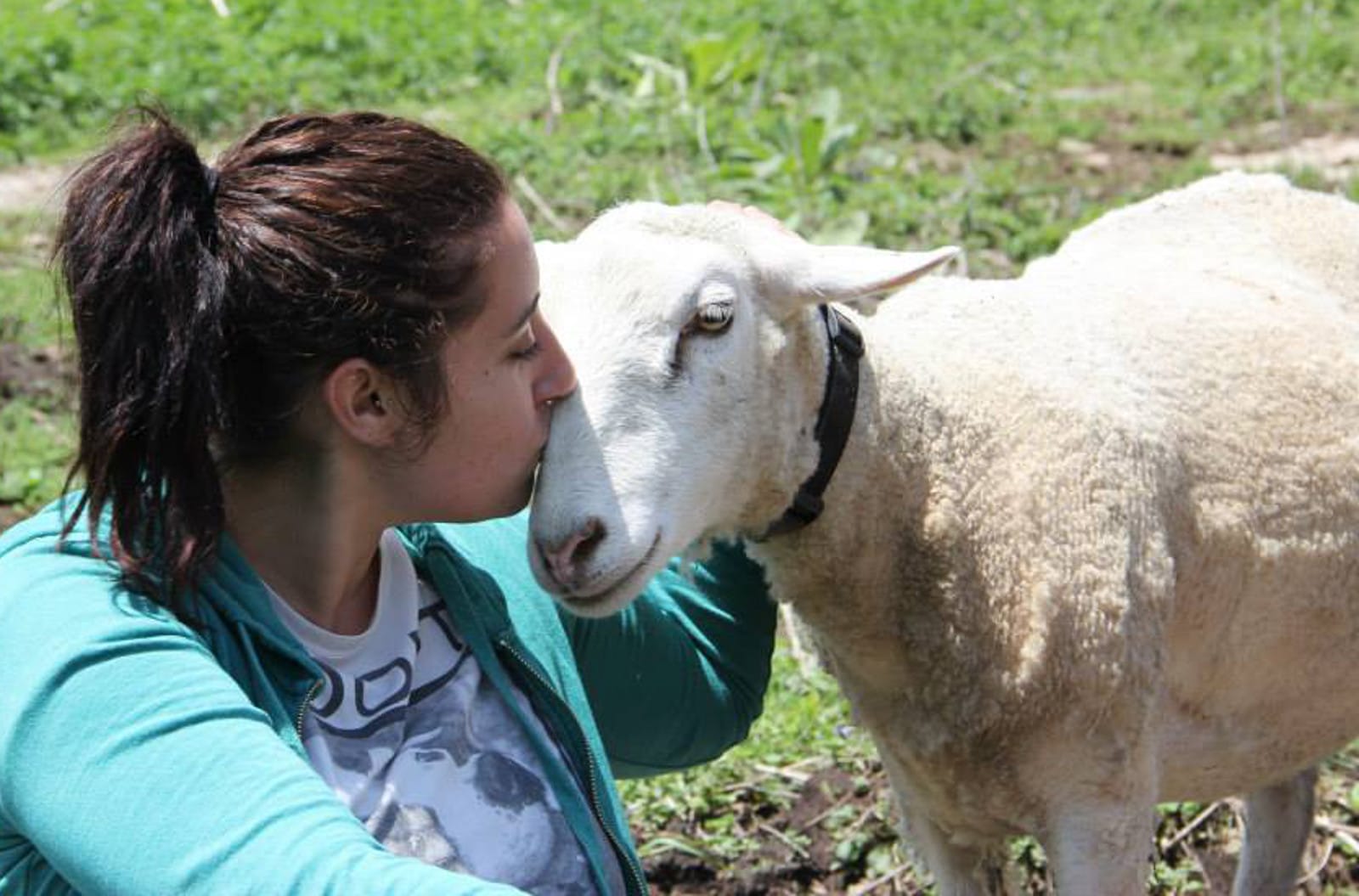 10 Farm Sanctuaries in the U.S. That Are Great For Volunteering