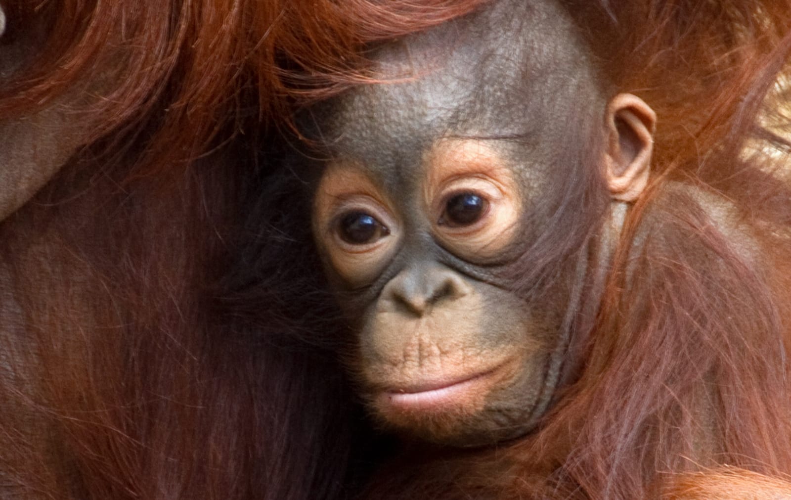 Snacking Smarter: How Rethinking Palm Oil Can Save Animals and the Environment