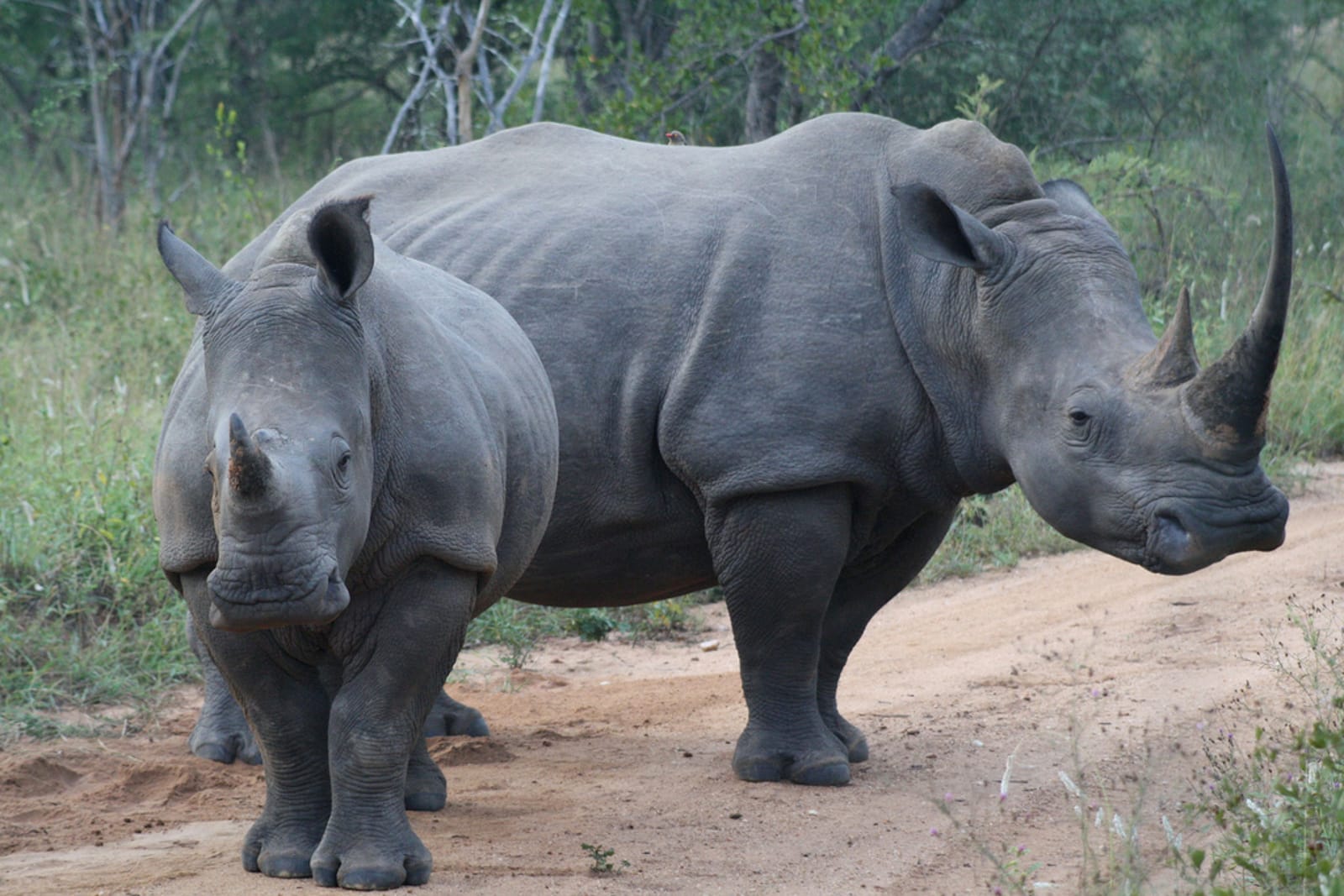 Recent Victories Show Momentum in the Fight Against the Illegal Wildlife Trade