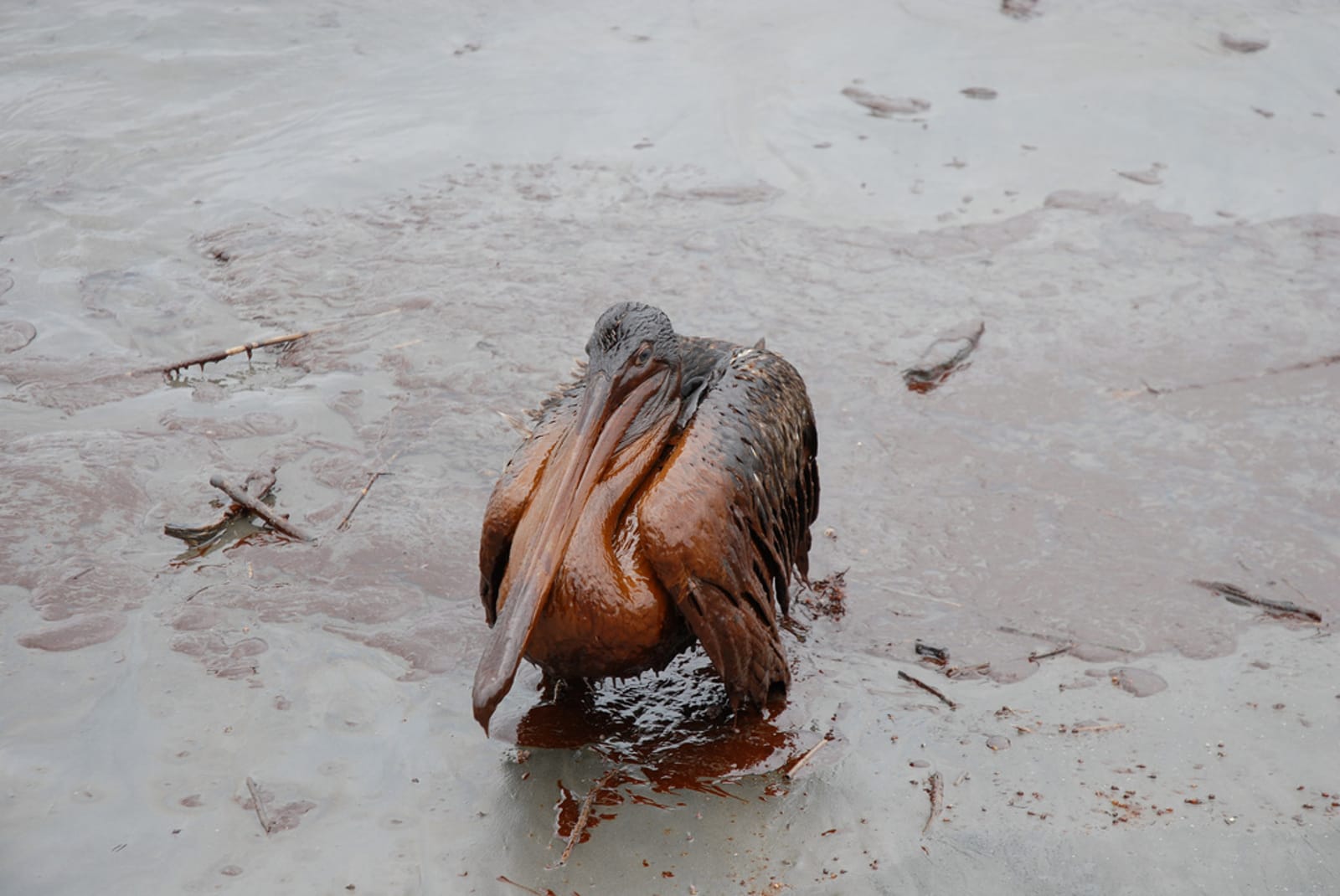 How the Deepwell Horizon Spill is Still Impacting the Gulf Ecosystem