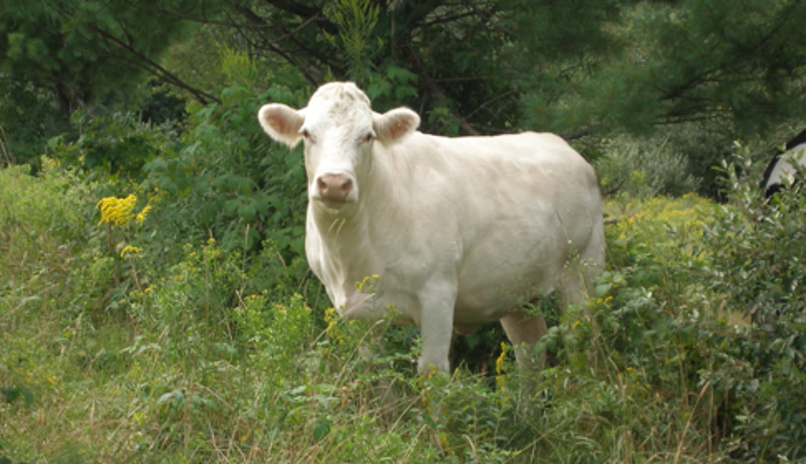 Remembering Cincinnati Freedom: The Legendary Cow Who Escaped a Slaughterhouse