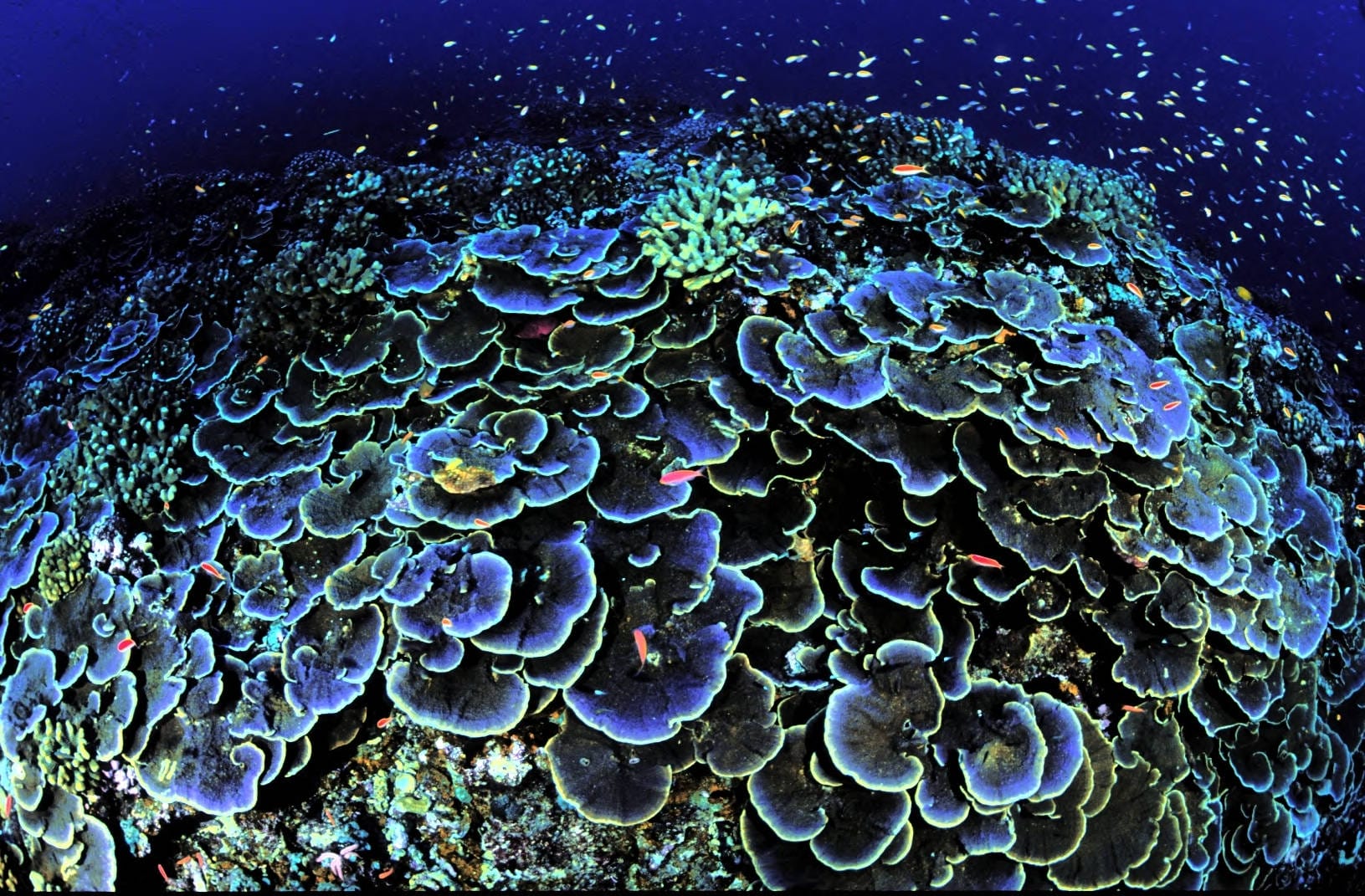 What Do Coral Reefs Have To Do With Dairy Cows?