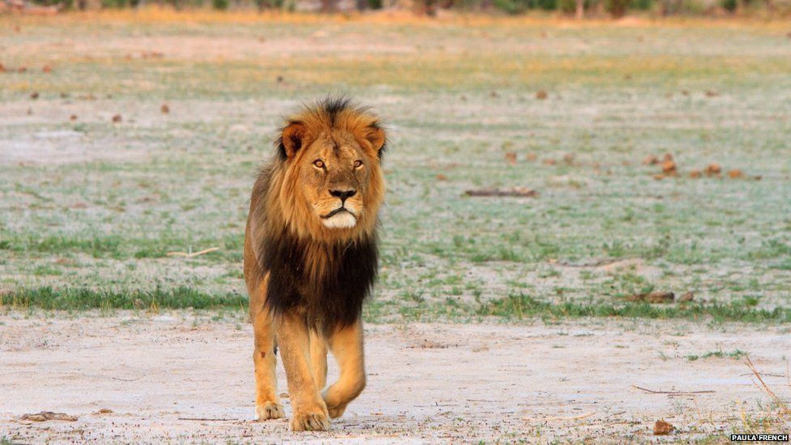 Looking Into the Death of Cecil the Lion