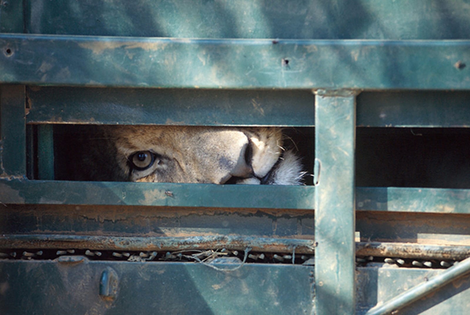 Amazing New Documentary Exposes the Sordid World of Captive Lion Breeding