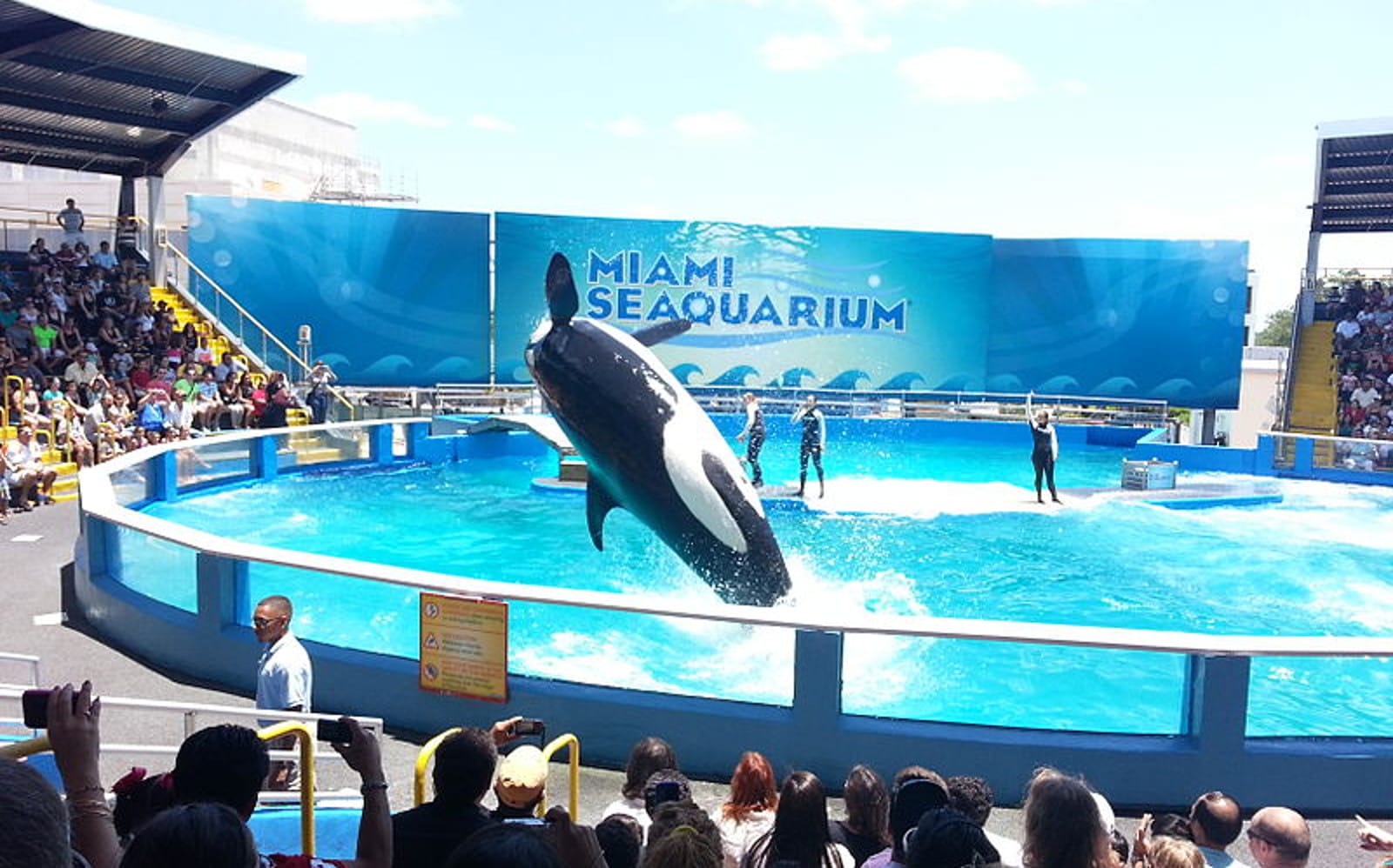 Lolita Might Have to Stay in Miami Seaquarium, but the Battle for Her Freedom is Hardly Over