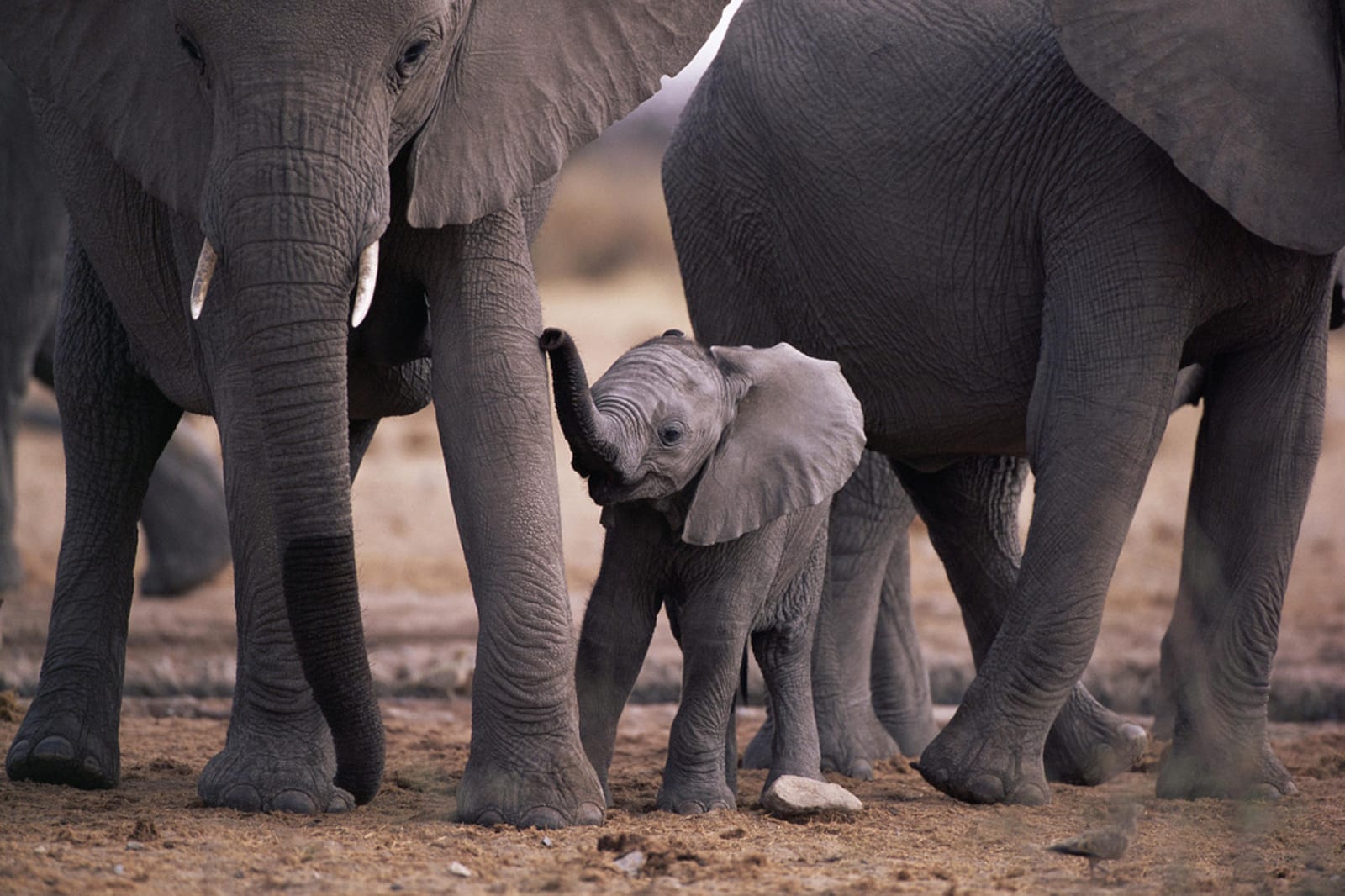 Most recently, President Barack Obama joined the ranks of the world leaders taking action for elephants by making the announcement that he would propose a ban on ivory in the United States.