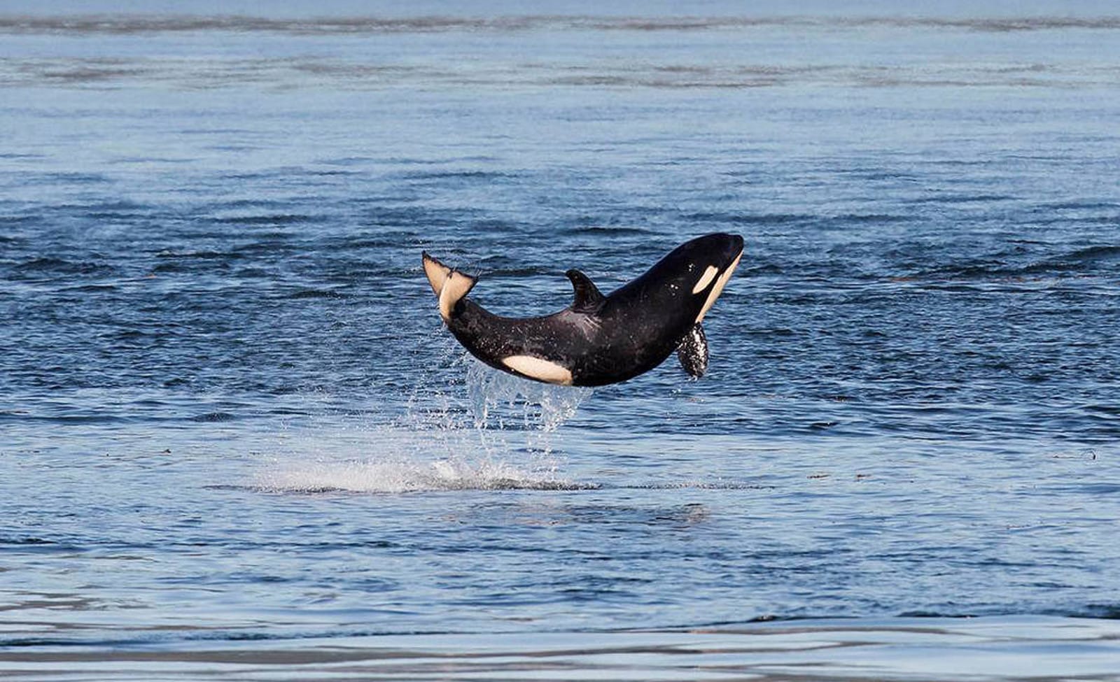 How an Orca Baby Boom Is Promising News For An Endangered Pod