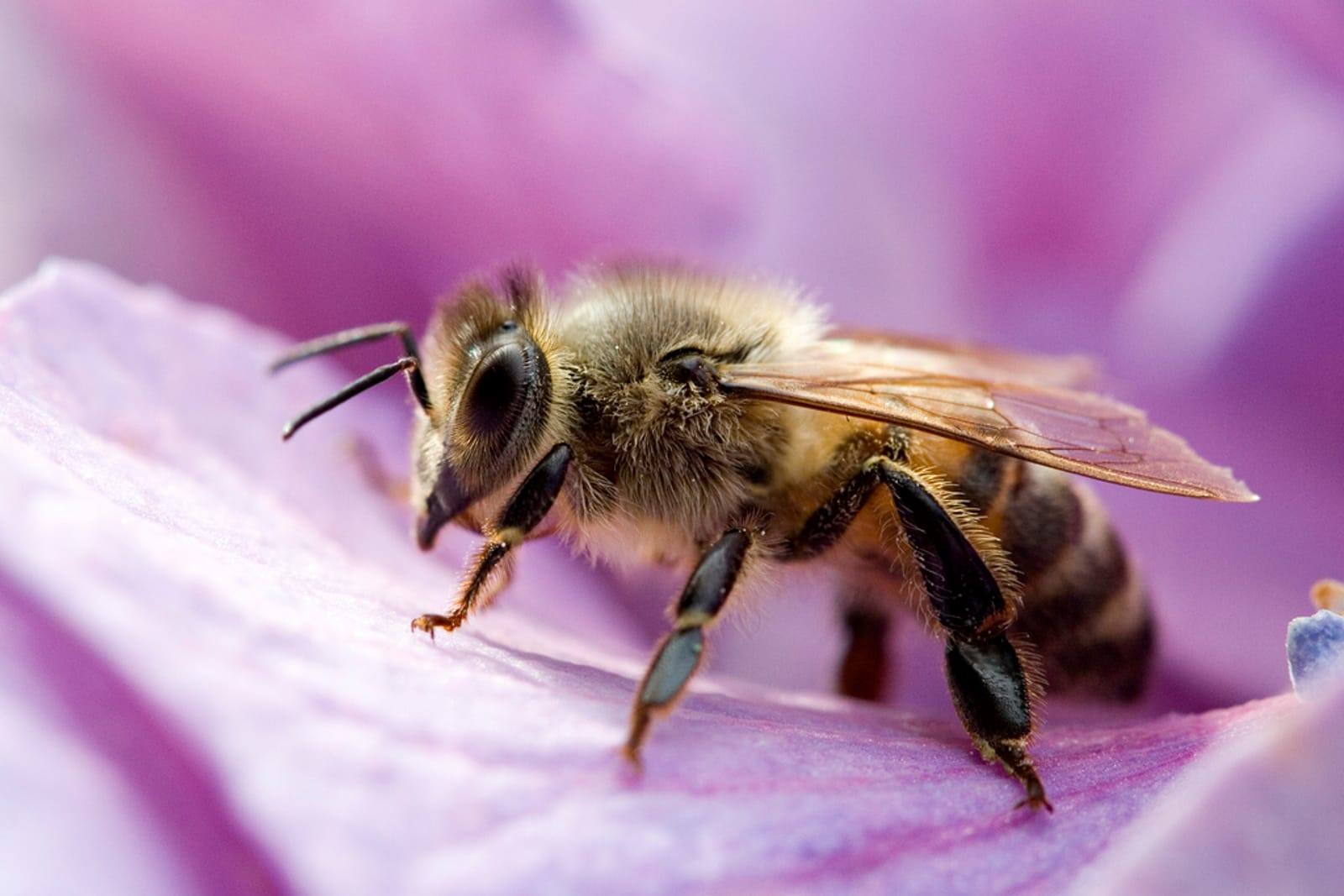 The 3 main reasons why bees are disappearing