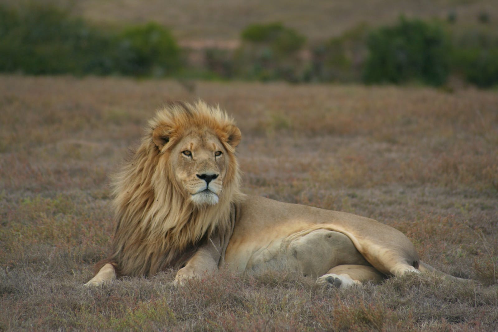 The Other Cecils: The Unnamed Victims of Poaching and Trophy Hunting