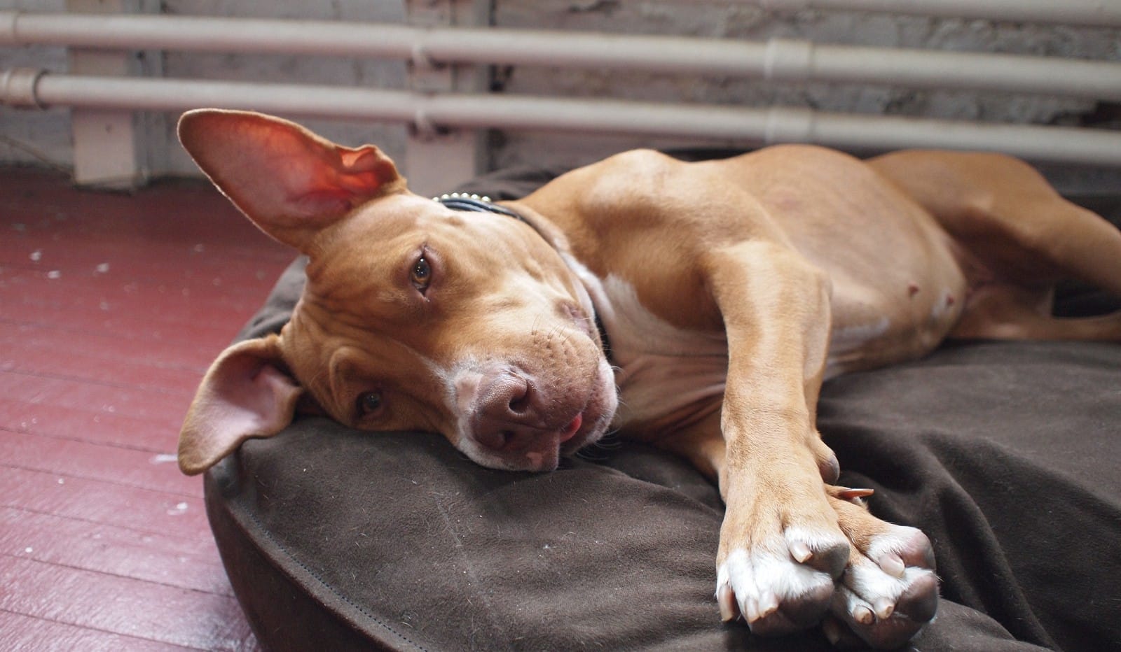 Sweet Baby Kisses Sleeping Pit Bull and Gets an Adorable Surprise!