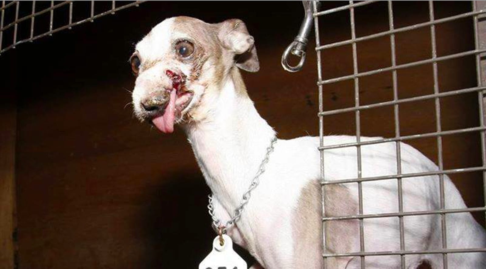 This Heartbreaking Photo of a Dog Who Started a Movement Teaches Us to Adopt, NEVER Shop