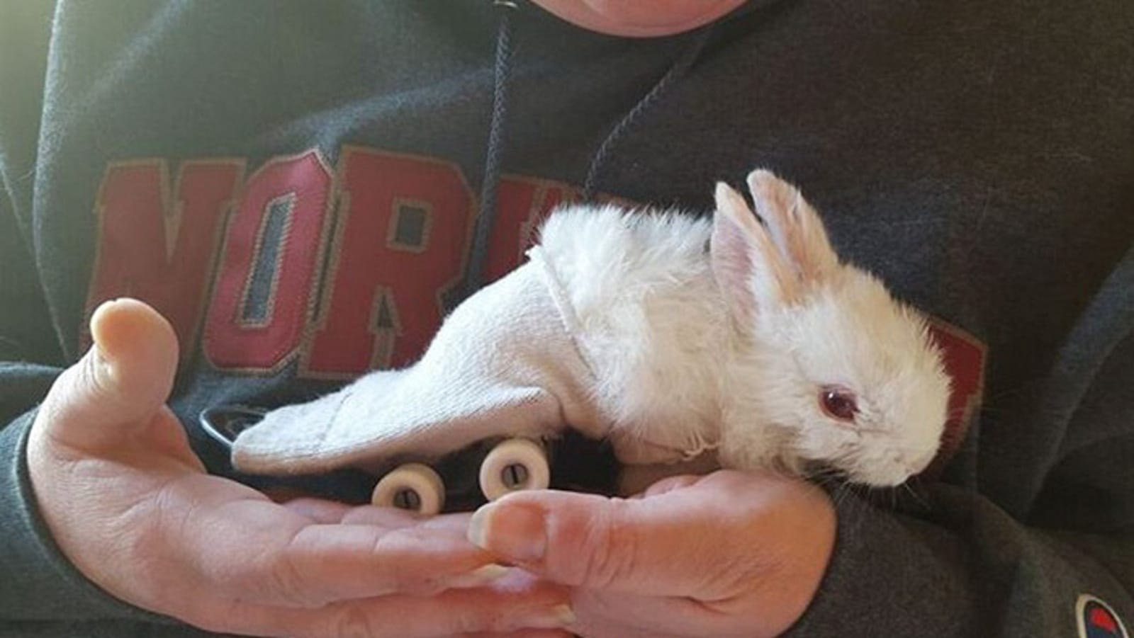 This Viral Bunny Video Has a Tragic Dark Side: The Truth About Wheelz, the Skateboarding Rabbit