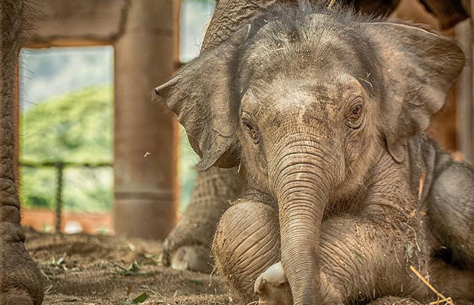 This Baby Elephant Will Never Know What it's Like to be Exploited – How We Can Make This True for All Elephants