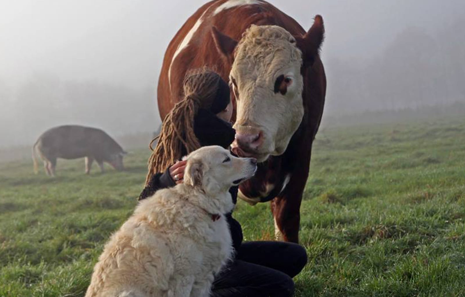 Gorgeous Photo of Cow and Dog